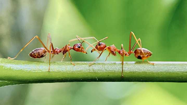Naturally Deter Fire Ants From Your Yard With The Help Of A Fresh