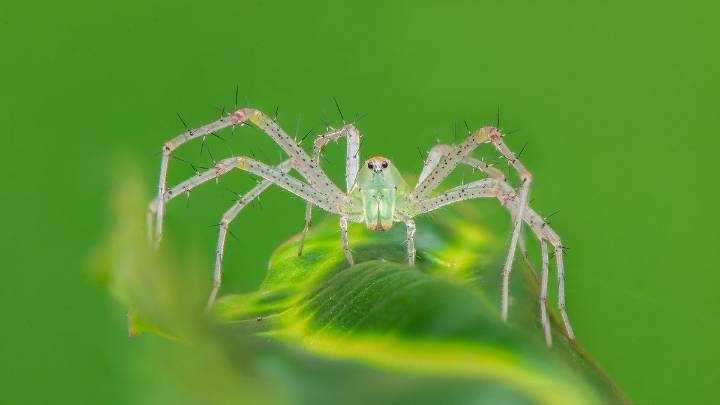 10 Colorful Spiders: Natural Works of Art or Pests? You Decide