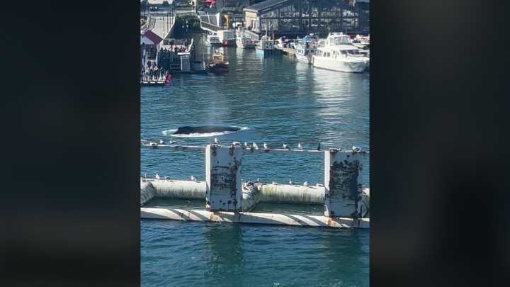 Playful humpback whales delay BC Ferries sailing from Horseshoe Bay to Nanaimo