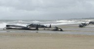Dozens of pilot whales die after stranding on NZ beach