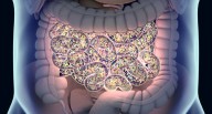 Tracking Method for Fecal Microbiota Transplant Strains Developed