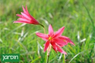 Efecto sorpresa. Dos flores espectaculares que aportan un estallido de color a los pastizales