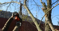 Rules on what you can do if neighbour's tree is hanging over your garden