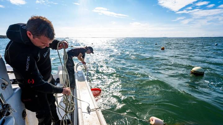 Peconic Bay scallop season 2025: Another disaster looms