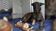 Heartbreaking Moment As Oregon Owners Abandon Their Dog On The Street With Her Favorite Toy
