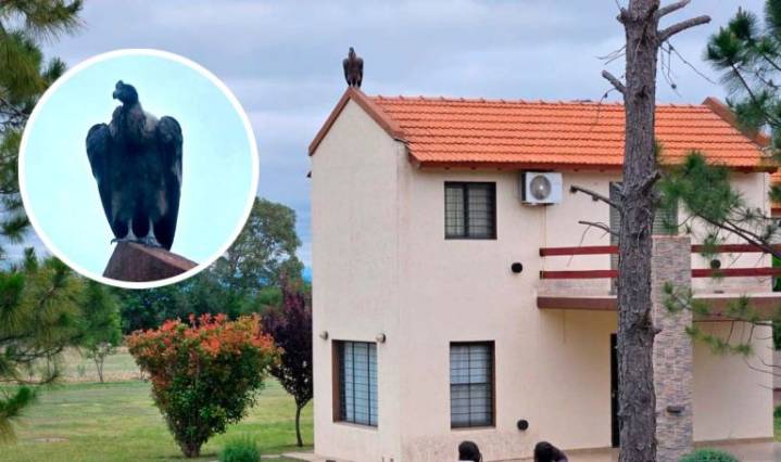 Avistaron a casi media docena de cóndores entre Los Molles y Carpintería