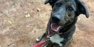 Pick a Pupkin! Adopt a Furry Friday dog for free this weekend!