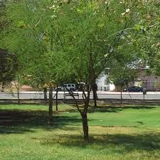 Convocan a formar el Comité de Contraloría Social del parque de la Familia