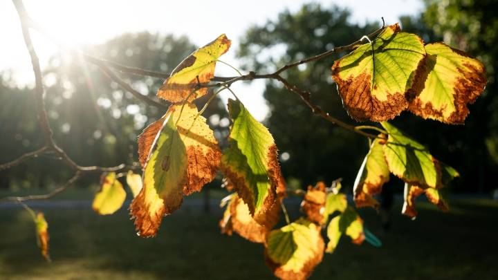 St. Louis trees will be more brown this autumn. Here’s why