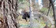 VIDEO: Hiker hides behind tree to avoid moose encounter in Glacier National Park