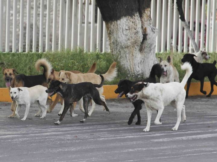 Intendente fallece tras ataque de perros en Huehuetoca