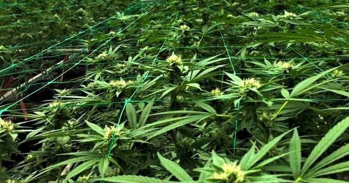 Santa Barbara County reports continued decline in cannabis tax revenue