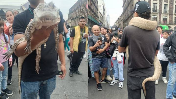 Detienen a sujetos que exhibían animales exóticos en el Zócalo