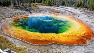 Los científicos no se lo creen: reintroducen lobos en Yellowstone y crecen árboles por primera vez en 80 años