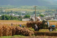 Los productos agrícolas de San Luis Potosí que lideran en el campo mexicano