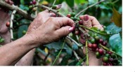 Colombia celebra la mejor cosecha de café en más de tres décadas