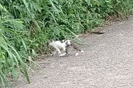 Tiradero de cachorros en Tzucacab