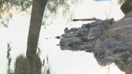 Phoenix battles mosquito surge amid recent rainfall