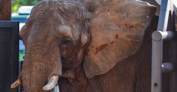 Murió Pupy, la última elefanta liberada de un zoológico del país: estaba en Brasil