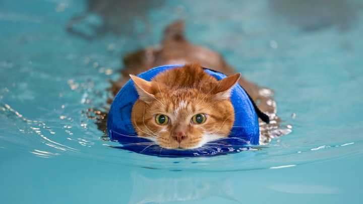 Evansville's internet-famous shelter cat 'Thicken Nugget' has died