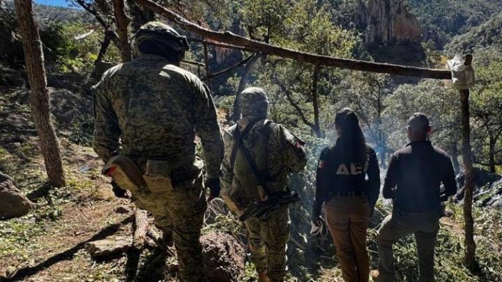 Aseguran plantíos de marihuana y campamentos en operativo al norte de Chihuahua