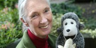 Stars React to Jane Goodall’s Passing at 91 | Jane Goodall 