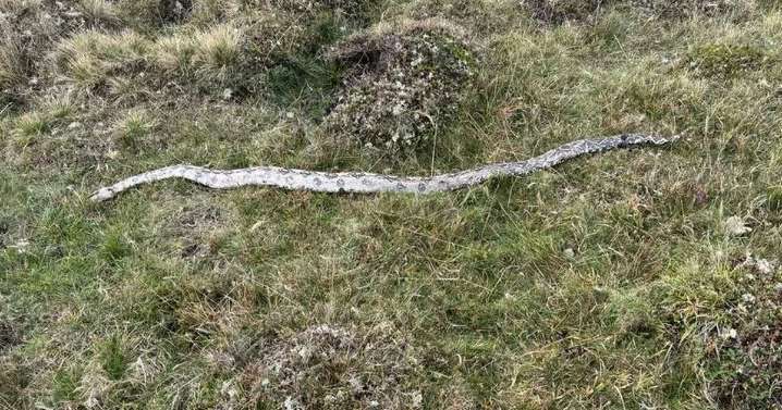 Massive snake spotted on popular UK walking route left dog walker 'screaming'