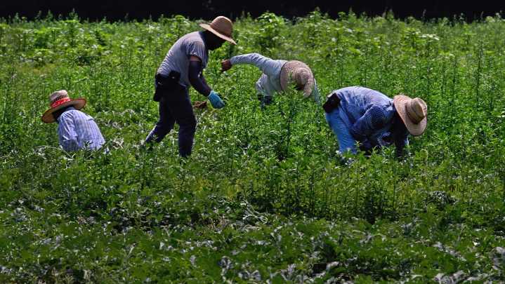Immigration enforcement risks higher food prices, Labor…