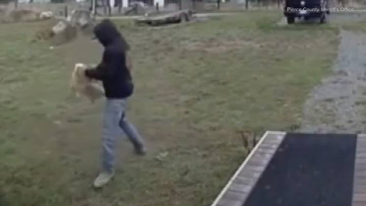 Corgi dog recovering after alleged abuse caught on camera in south Pierce County