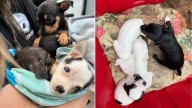 Florida Homeowner Shocked To Discover 130 Chihuahuas Living Inside His Rental Property