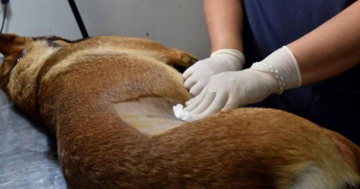 Jornada de castración gratuita en el barrio Alto Comedero