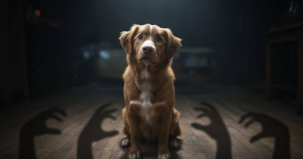 ‘Good Boy’: ¿Qué significa el final de la película de terror y por qué dejó a todos en shock?