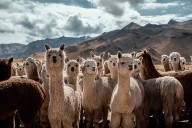 Comisión Agraria aprueba medidas para descontaminar río Nanay y reconocer el valor de la alpaca en el Perú