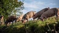 Consiguen por primera vez trasplantar el hígado de un cerdo a un paciente vivo