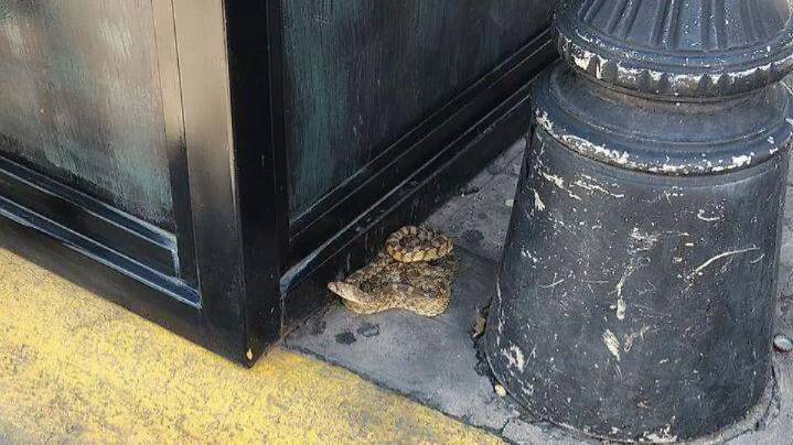 Capturan víbora en pleno Centro Histórico de Parral