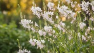 La planta poco conocida que aguanta sol pleno y requiere poca agua