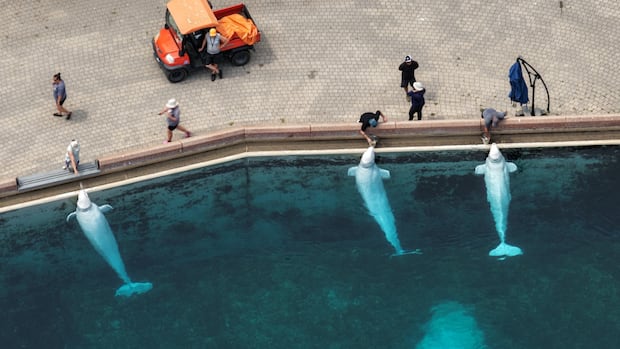 Federal government denies Marineland request to export belugas