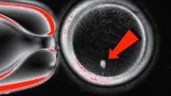 ‘Playing God’: Shocking Research Turns Skin Cells Into Human Eggs