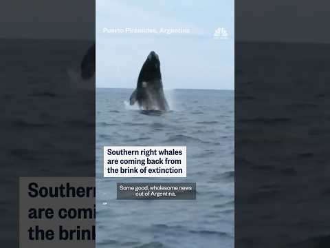 Southern right whales come back after near extinction