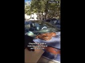 Clearwater police remove snake found on hood of woman's car