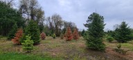 Root rot threatens Michigan’s Christmas tree farms, new study to begin