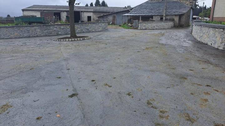 Berducedo (Allande) decidió quedarse con su “carbayo bendito” ante las obras de hormigonado de los caminos