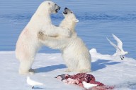 El declive del oso polar condena al hambre a once especies que viven de los 7,6 millones de kilos de cadáveres que abandonan