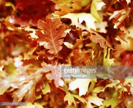 Leaf Vacuuming in Waverly