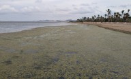 El Mar Menor sigue en alerta: menos clorofila, pero el sur aún sufre falta de oxígeno
