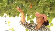 Colombian Fruit es la empresa que lleva pitaya, granadilla, mangostino y gulupa a Europa