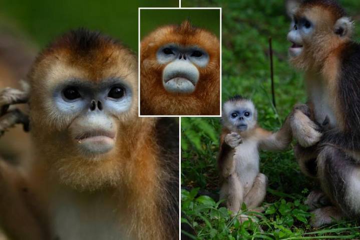 China’s rare monkeys debut at European zoos, possible next ‘panda diplomacy’