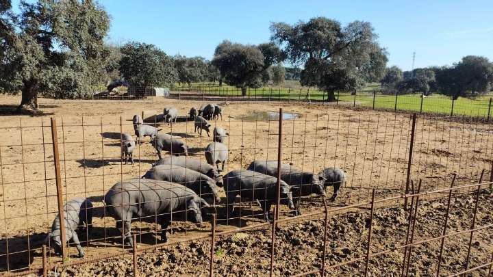 El Ministerio de Agricultura garantiza su apoyo tras los aranceles chinos al porcino, un sector clave en Extremadura