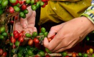 El café de Manizales se somete al juicio de los expertos en el 5º Concurso de Cafés Tostados
