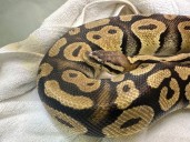 San Bernardino pet python reunited with family after found at Monrovia In